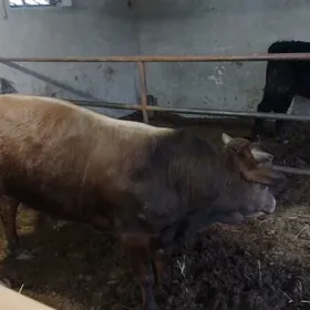 okiz 11 ay bakyda duran