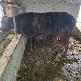 Sagylyan sygyr obmen