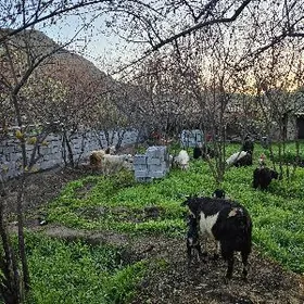 Çebiş owlakly geci