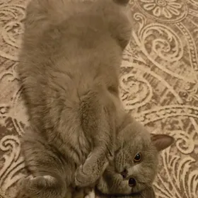 кот 9 месяцев в подарок