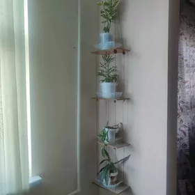 домашние цветы