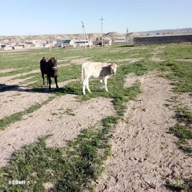 iki sany gole biri öküz