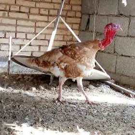 ERKEK İNDUK goyy mele owgan