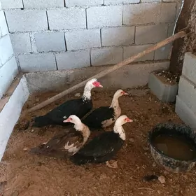 indawutga gaz ördek