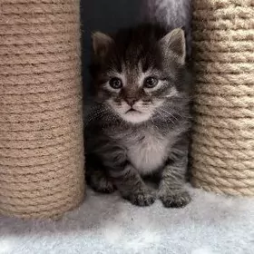 котенок, мальчик