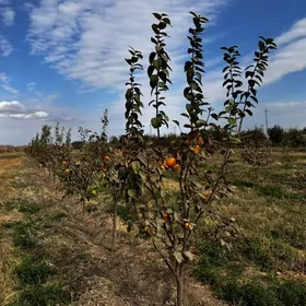 Tayyar bisnes Bag /плоды