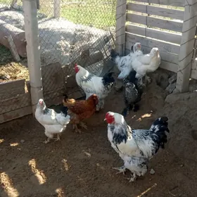 брама товук.