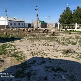 гузлы гойун