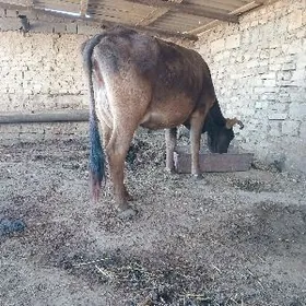 2Tohum goleli sygyrlar