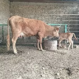 sbet goleli sygyrlar