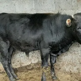 2 ÖKIZ TOHUM MALLAT