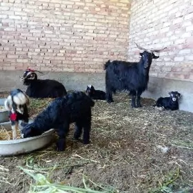 Geçiler Ekiz Owlakly 2 Sany