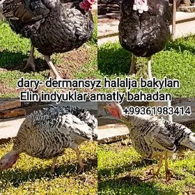 indyuklar