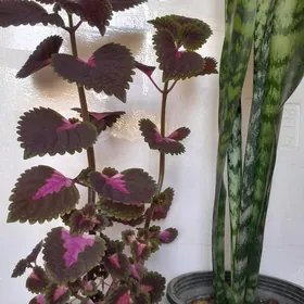 цветы сансевиерия