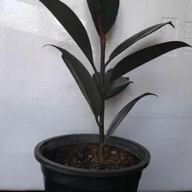 фикус  цветы