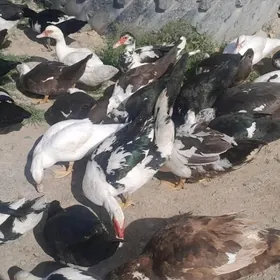 Индутга ордек