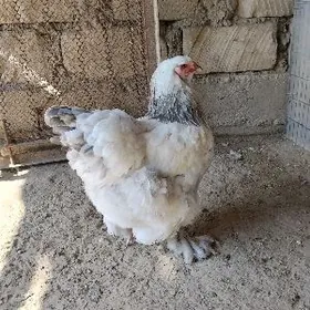 Брама таввук