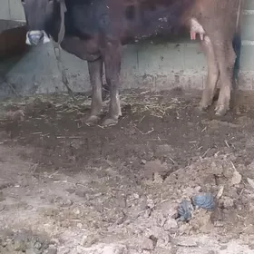 şwes sagylyan sygyr