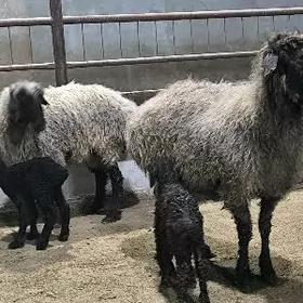 guzuly türkmen goýunlar