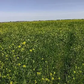 mal uchin ot yorunja mugt