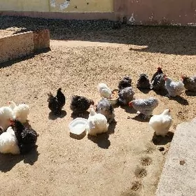 Kohintin karlikowyÿ