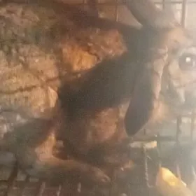 Welikan Великан