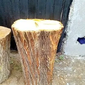 Et çapgylar tut maklura