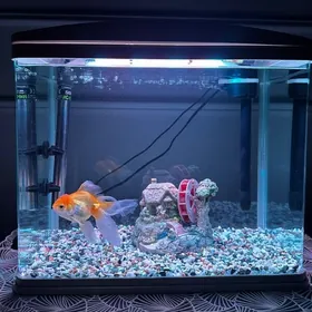 Akwarium, Аквариум