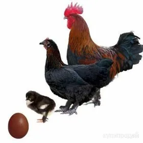 Maranlar Gara mis jüýje