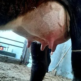 saglyk sygyr we tuwe