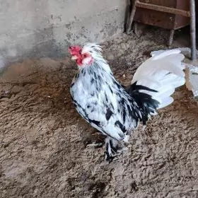 Карлик хороз таввук