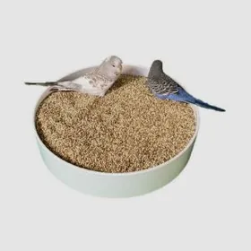 popugay попугай gus