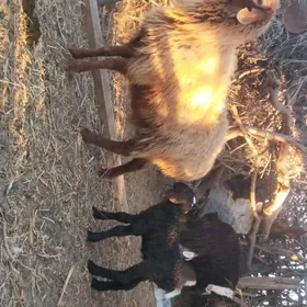 ekiz owlakly geçiler