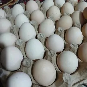 Brama towuk yumurtga