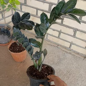 замиокулькс