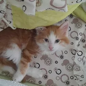 рыжий котенок
