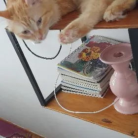 рыжая кошечка