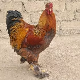 Брама хороз голт