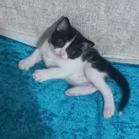 Отдам котенка в добрые руки