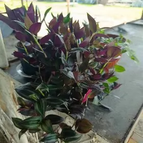 Домашный цветы