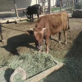 okiz bar 7sany meydan