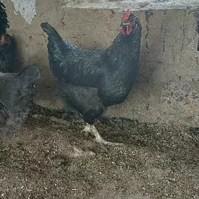 Gigant ýumurtga towuk