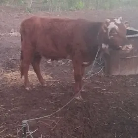 okusce  1 yas 2aylik