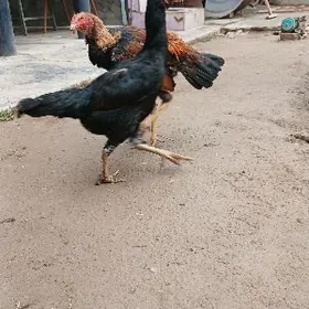 байсок маки