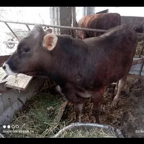 ÖKUZ ARGİNNAL ŞİWES