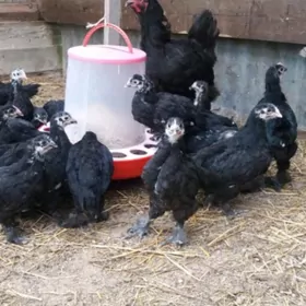 Gigant towuk ýumurtga