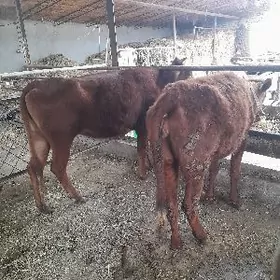 Сыгыр ве унажын