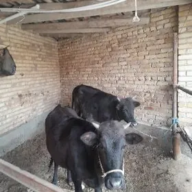 унажынлар догмадык