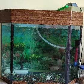 Akwaryum