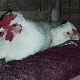 kyrk kekeç Ÿaponçik